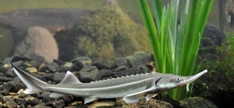 Sturion - Cega (Acipenser ruthenus)