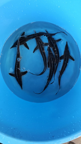 Sturioni & Alte Specii - Sturion - Cega (Acipenser ruthenus)