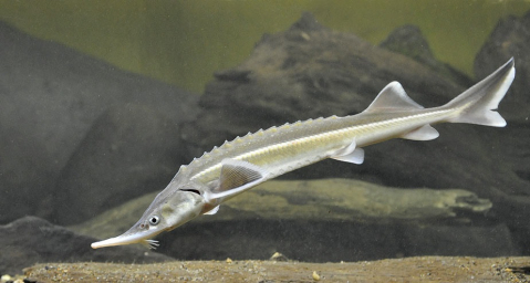 Sturion - Cega (Acipenser ruthenus) 32-35 cm [1]