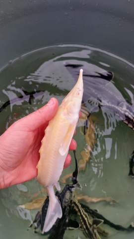 Sturion - Cega Albino (Acipenser ruthenus Albino) [2]