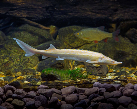 Sturioni & Alte Specii - Sturion - Cega Albino (Acipenser ruthenus Albino)