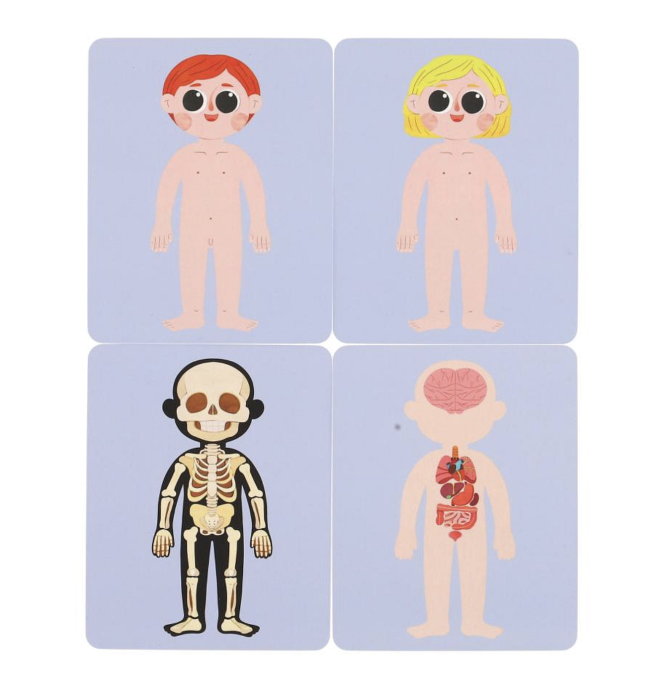 Joc magnetic educativ Corpul Uman tip carte Magnet Box, schelet, organe si carioca lavabila, +3 ani [3]