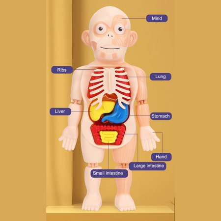Joc Educativ Corpul Uman [4]