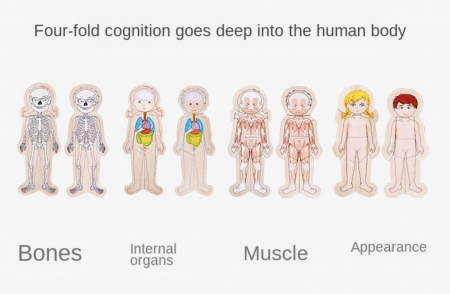 Joc din lemn Anatomia corpului uman - baiat [9]