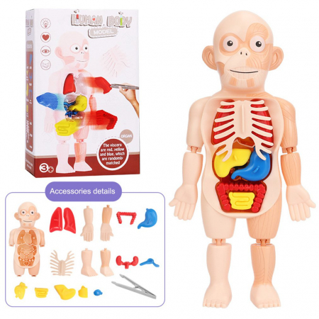 Jocuri si Jucarii - Joc Educativ Corpul Uman
