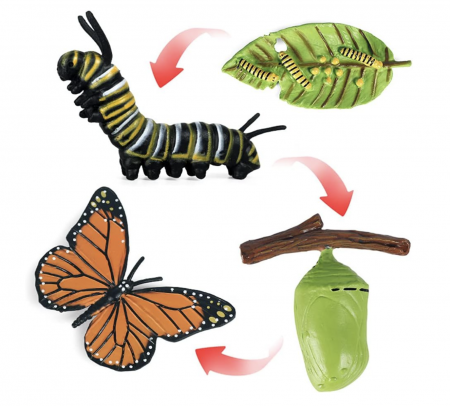 Jocuri experimente pentru copii | Jocuri stiintifice - Set 4 Piese Ciclul Vietii Fluture - Figurine Educationale si Decorative
