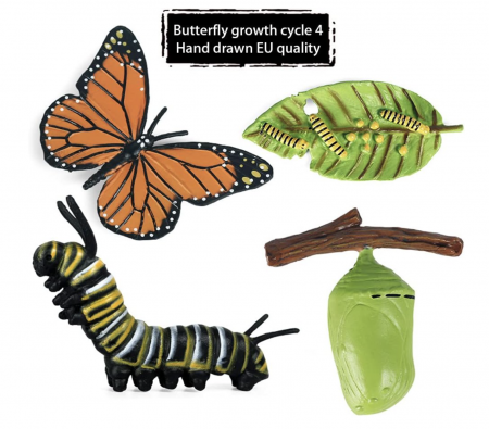 Set 4 Piese Ciclul Vietii Fluture - Figurine Educationale si Decorative [4]