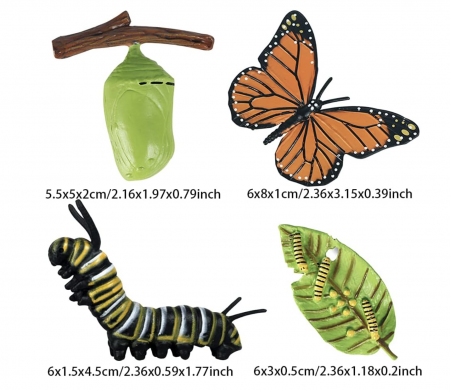 Set 4 Piese Ciclul Vietii Fluture - Figurine Educationale si Decorative [6]