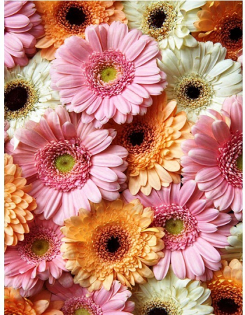 Tablou 903 Picteaza Dupa Numere, Crizanteme Pastelate, 40x50 cm [8]