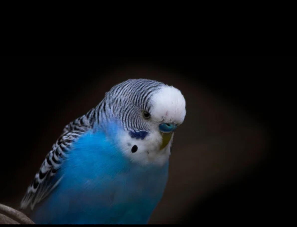 Cum ingrijesti corect un perus (ASA Da vs ASA Nu)