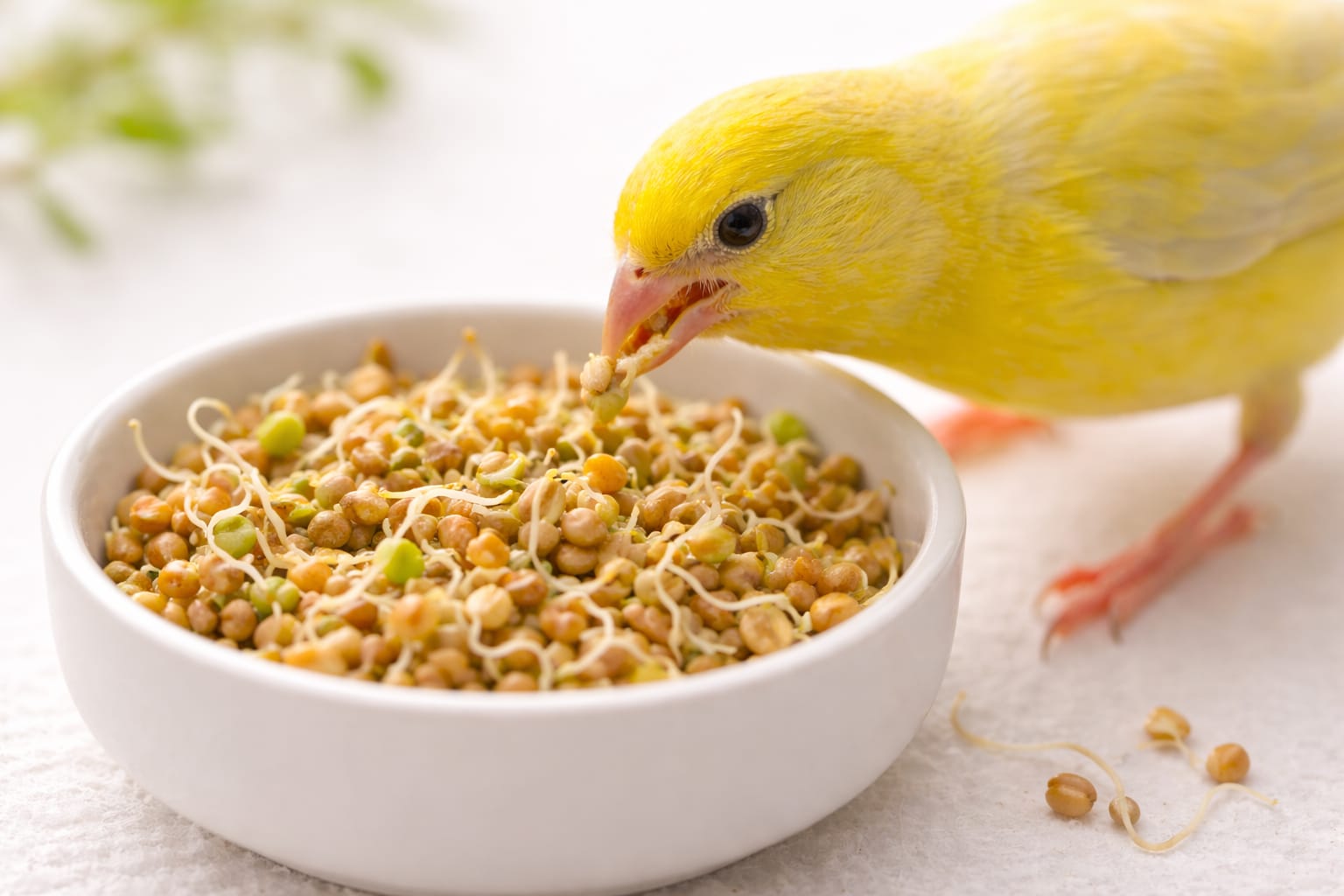 Semințe germinate pentru canari: beneficii și cum se prepară corect