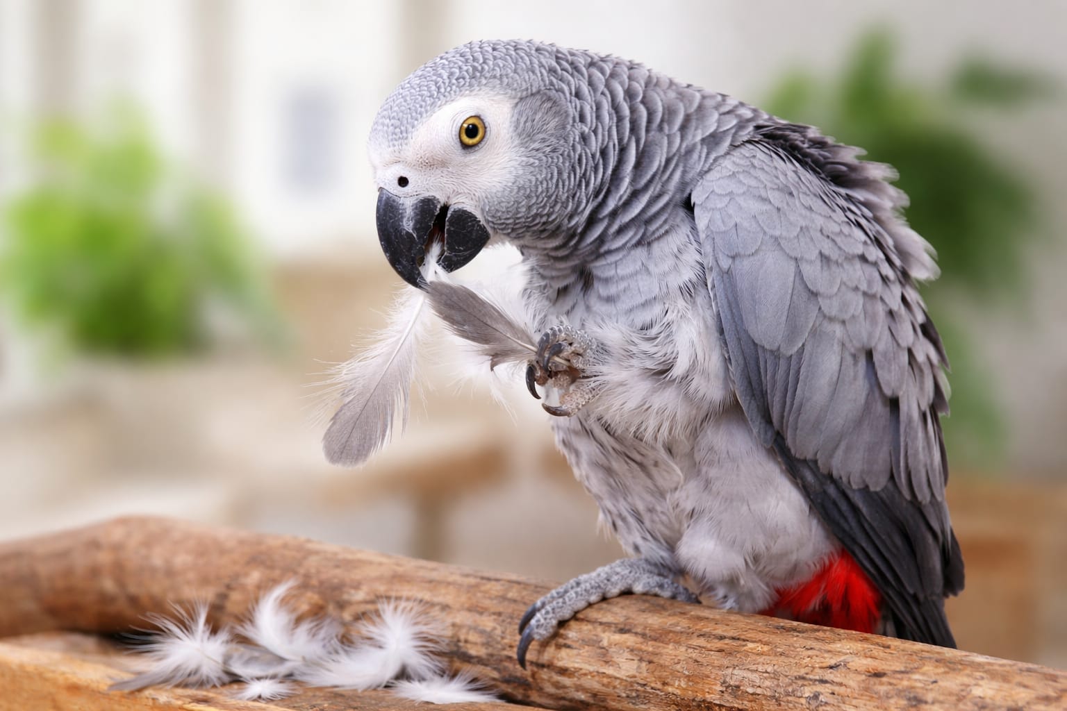 De ce își smulg papagalii penele – cauze și soluții