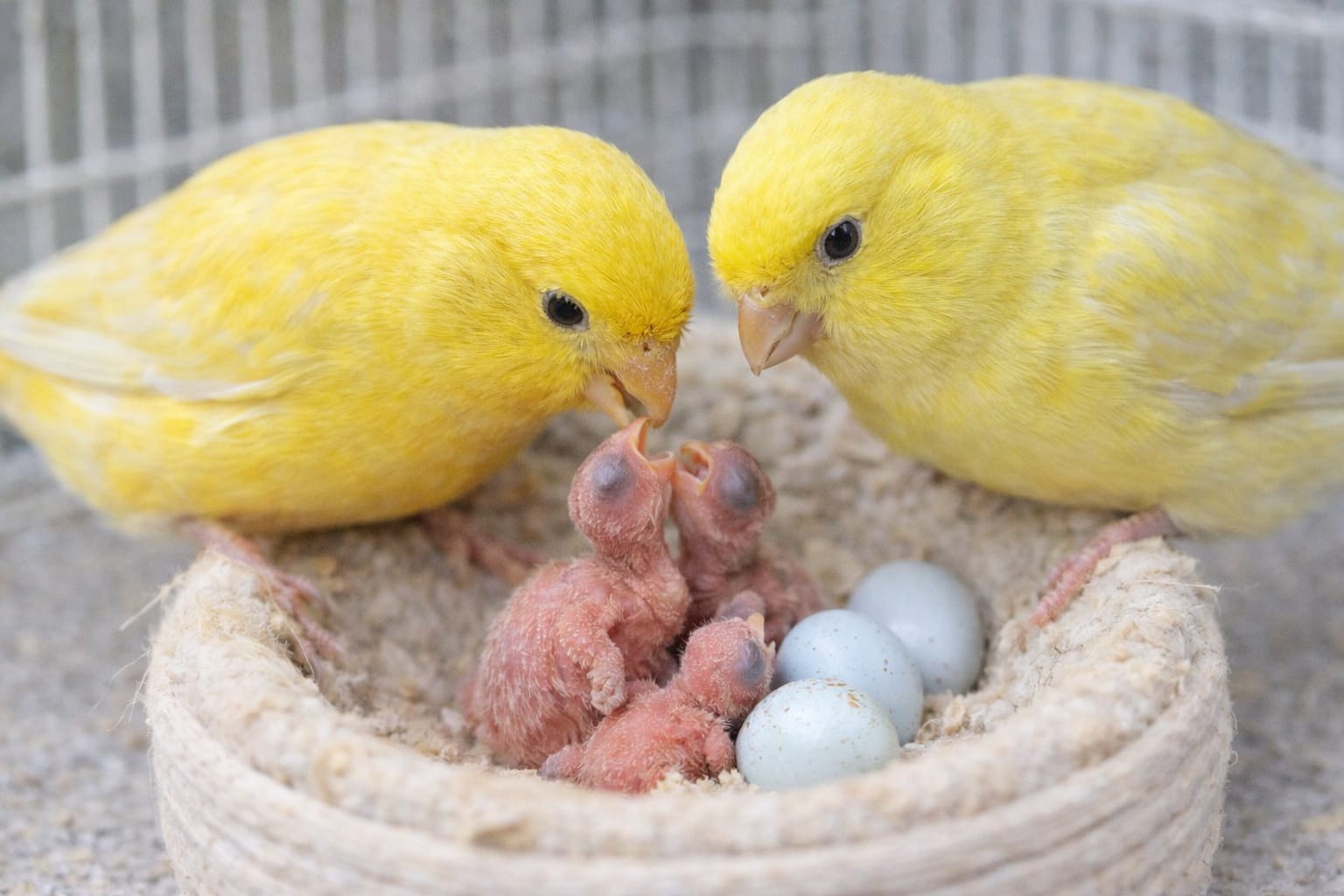 Reproducerea la canari