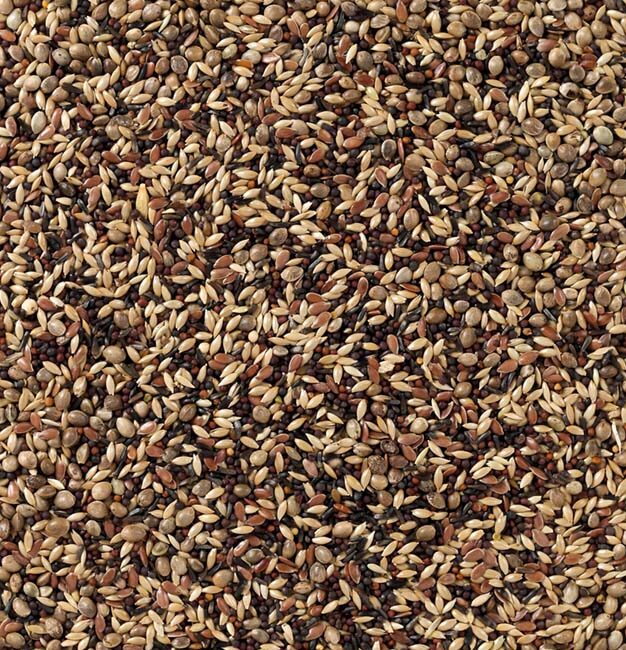 Deli Nature Scatii / Cinteze Aurii 20 Kg [2]