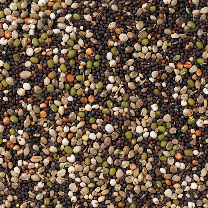 Canari seminte germinate [2]