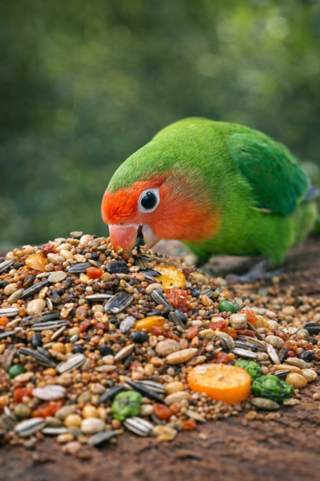 Hrana Agapornis Deli Nature Champion 20kg | Papagali Amorezi [3]