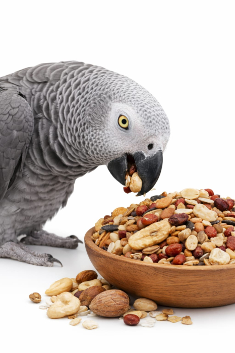 Papagali Exquisti [3]