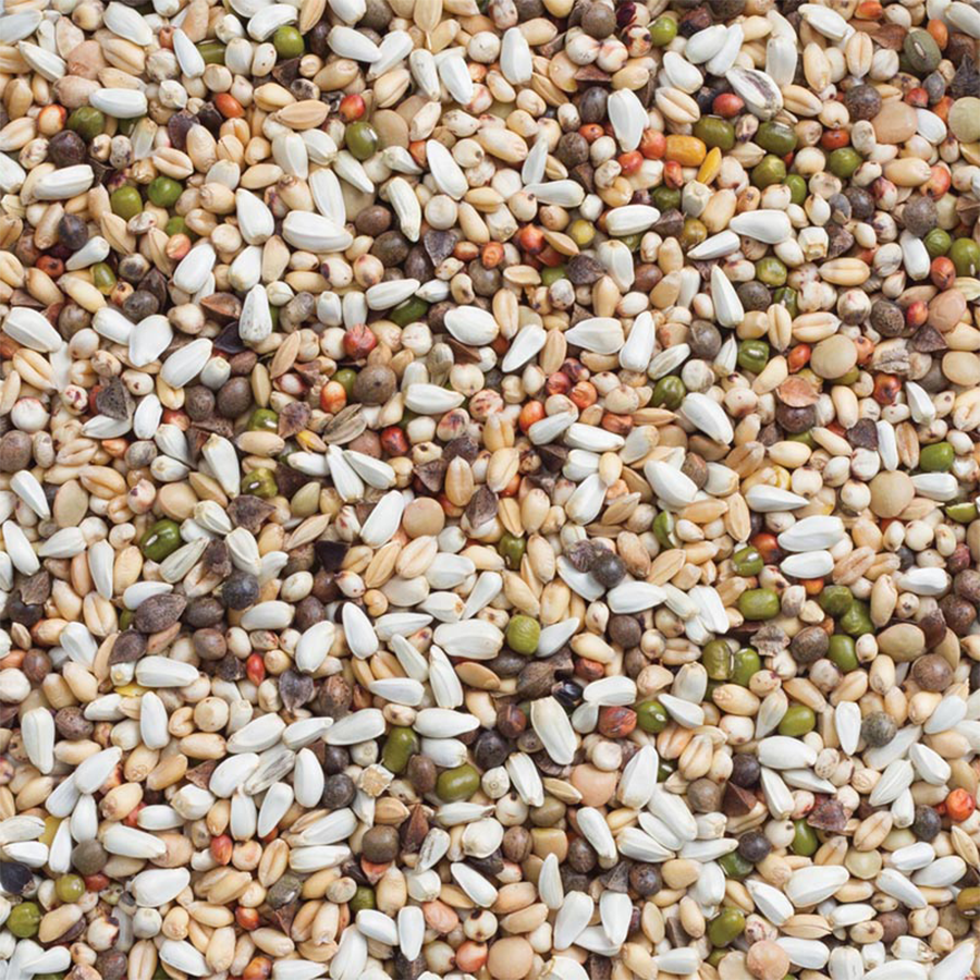 Perusi mari / papagali mari seminte germinate [2]