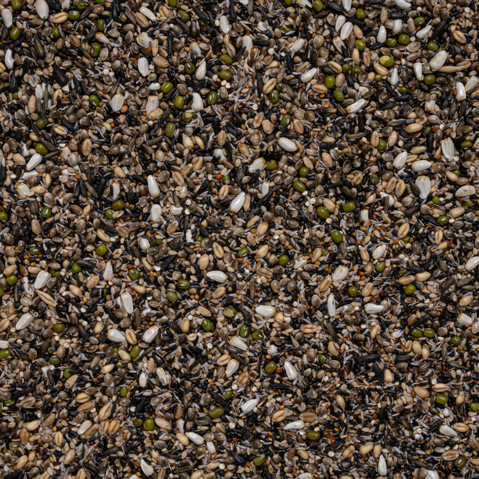 Seminte germinate Cinteze [2]