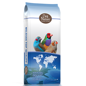 Cinteze - Cinteze africane supreme