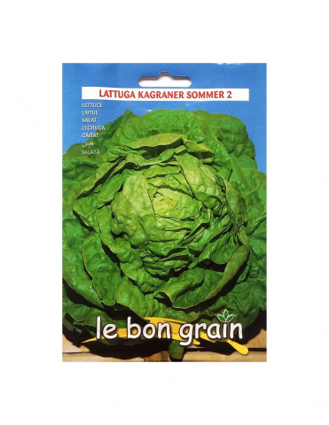 Seminte legume si plante - KAGRANER SOMMER - seminte Salata verde