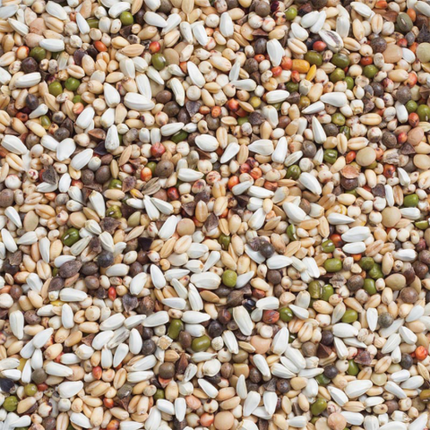 Perusi mari / papagali mari seminte germinate [1]