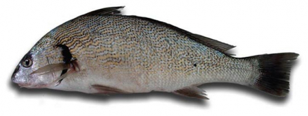 Peste - Milacop 5G (1200-1500 Gr) - Fresh - Manastirea Vatoped