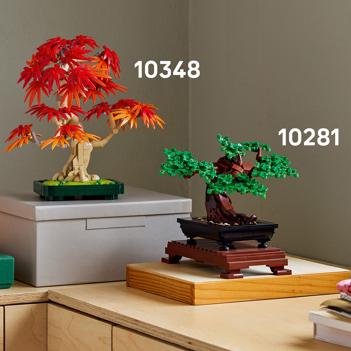 Bonsai de artar japonez rosu - Ambalaj deteriorat [5]