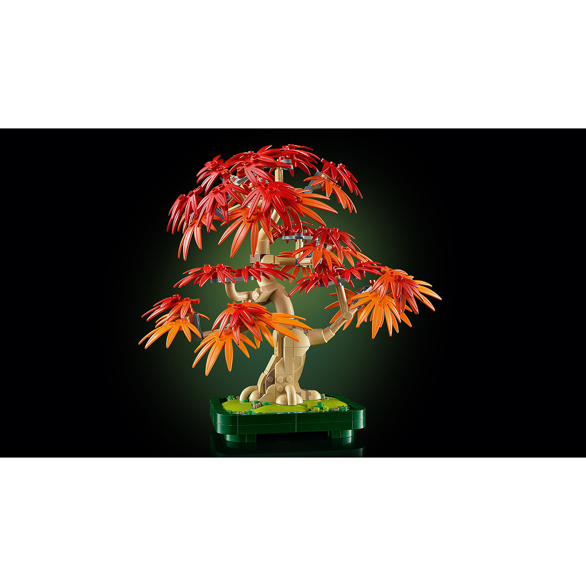 Bonsai de artar japonez rosu - Ambalaj deteriorat [9]