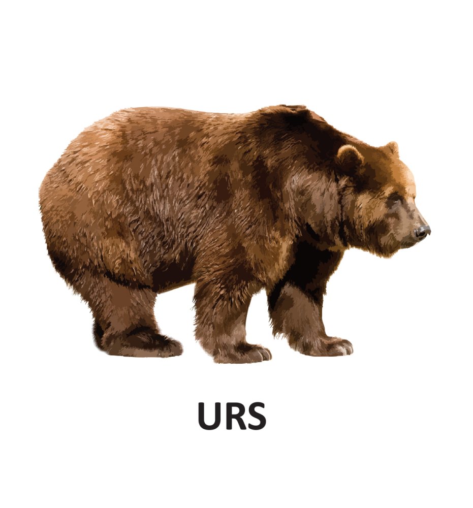 Animale salbatice – Carte pliata cartonata 0-2 ani DPH [3]