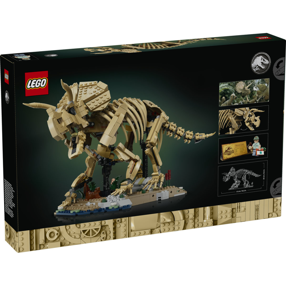 Fosile de dinozaur: Triceratops [3]