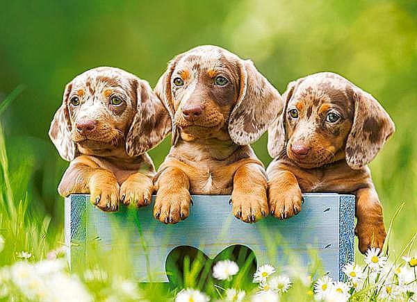 Puzzle 100 piese Cute Dachshunds Castorland 111213 [2]
