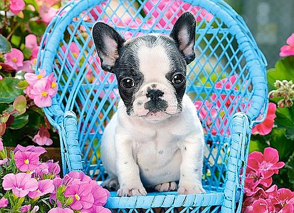 Puzzle 100 piese French Bulldog Puppy 111152 [2]