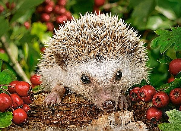 Puzzle 100 piese Hedgehog with Berries 111145 [2]