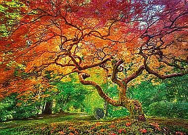 Puzzle 1000 piese Arterial Spray 30530 Cherry Pazzi [2]
