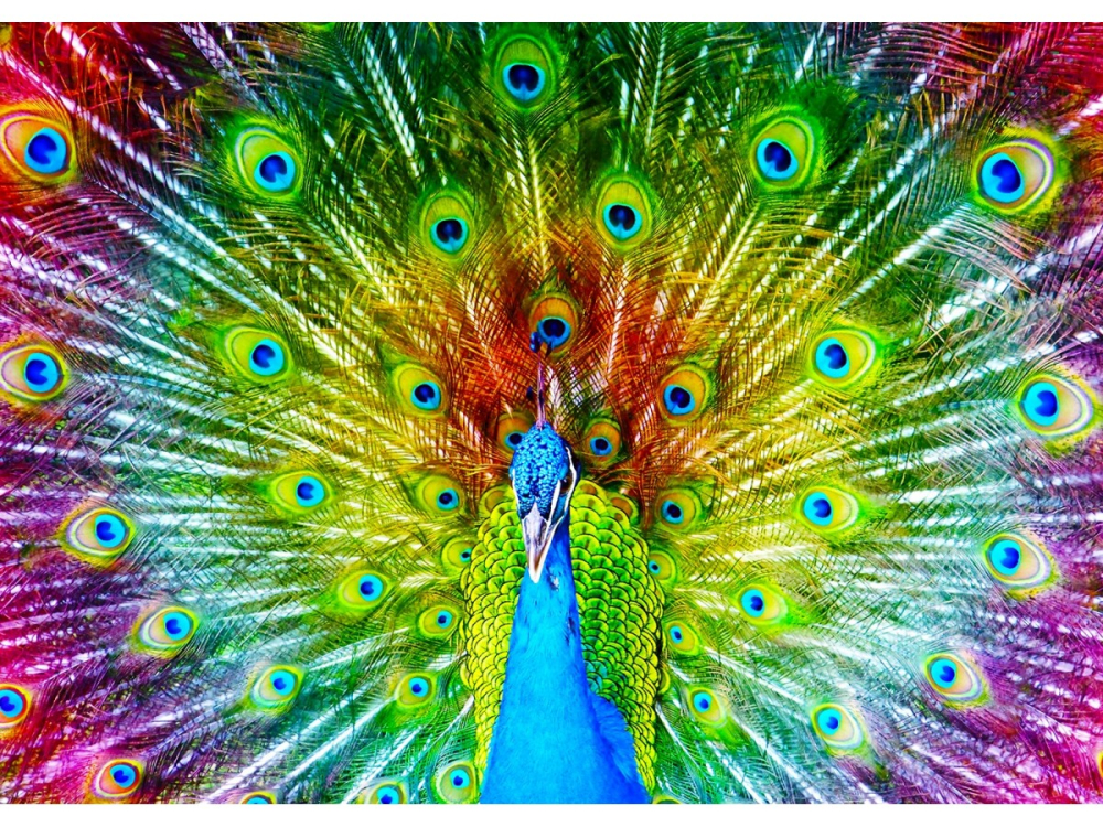 Puzzle 1000 piese Enjoy – Colorful Peacock [2]