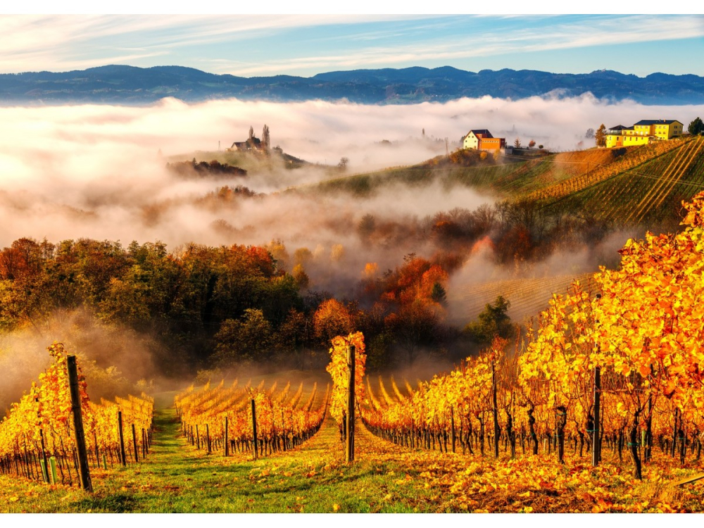 Puzzle 1000 piese Enjoy – In the Vineyards [2]