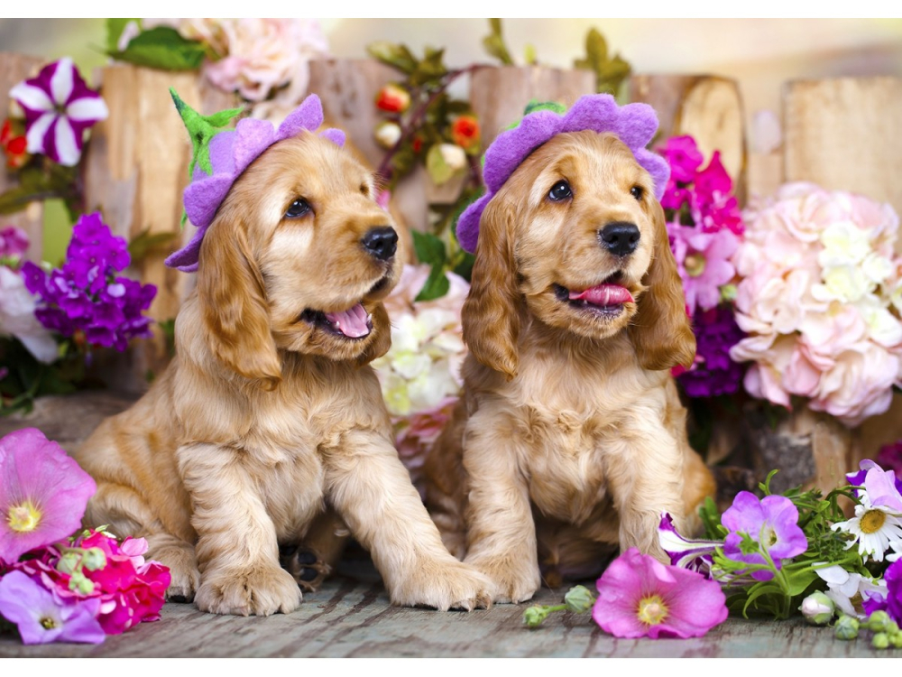 Puzzle 1000 piese Enjoy – Spaniel Puppies with Flower Hats [2]