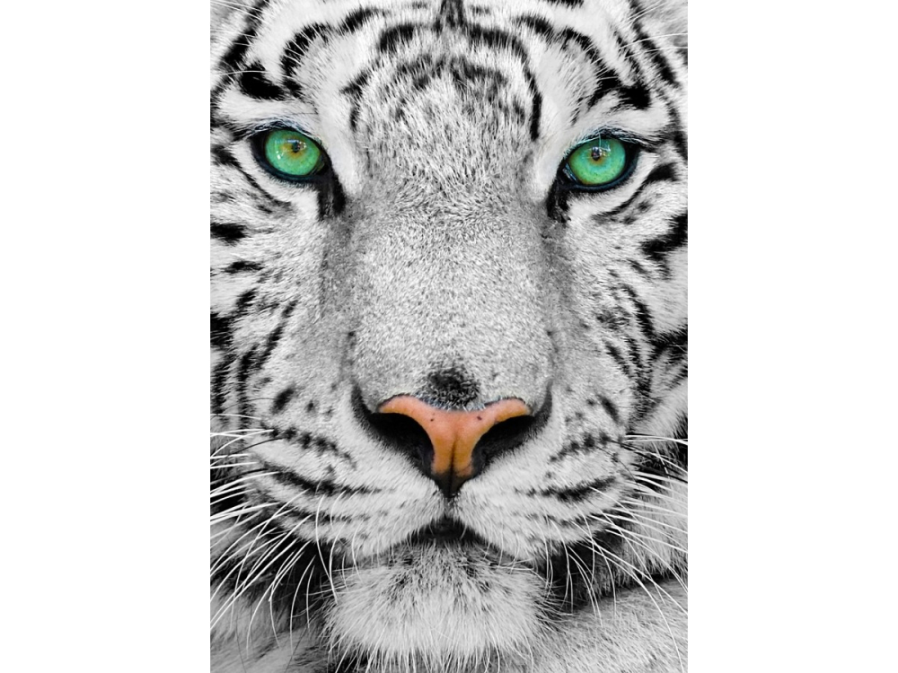 Puzzle 1000 piese Enjoy – White Siberian Tiger [2]