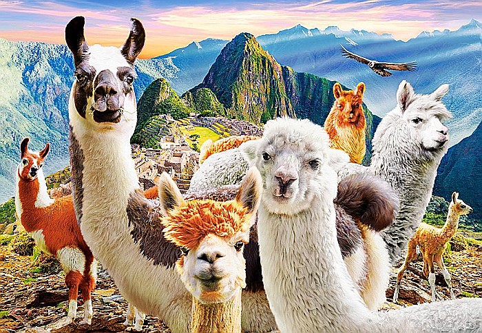 Puzzle 1000 piese Llamas Selfie Castorland 104758 [2]