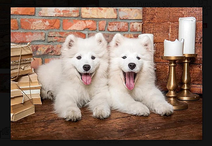 Puzzle 1000 piese Samoyed Puppies Say Hello Castorland 105137 [2]