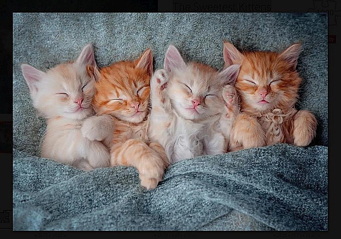 Puzzle 1000 piese The Sweetest Kittens 105144 [2]