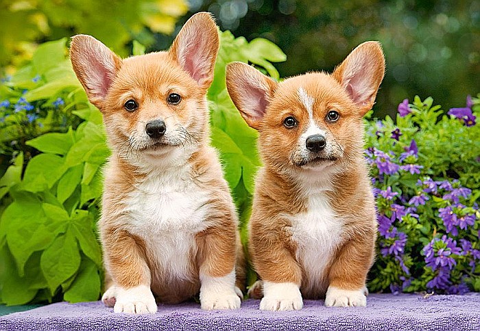 Puzzle 1000 piese Welsh Corgi Puppies 104659 [2]
