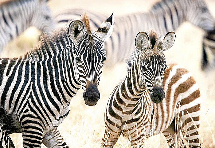 Puzzle 1000 piese Young Zebras 105021 Castorland [2]