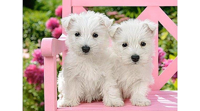 Puzzle 120 piese Catelusi Terrier 13494 [2]
