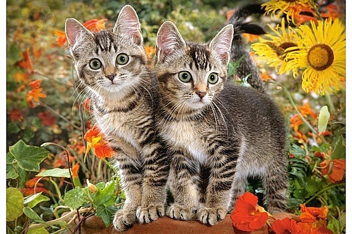 Puzzle 1500 piese Kitten Buddies 151899 [2]