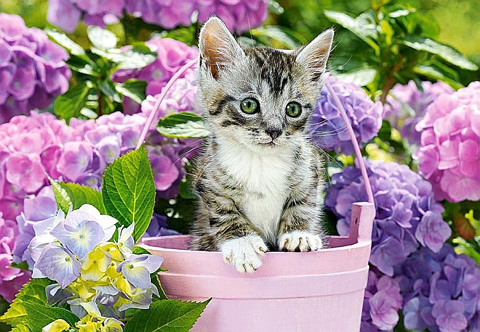 Puzzle 1500 piese Kitten in Basket Castorland 152001 [2]