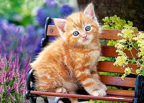 Puzzle 180 piese Ginger Kitten 18178 [2]