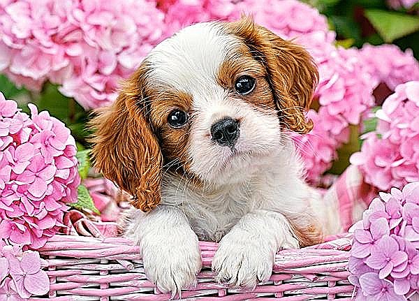Puzzle 180 piese Pup in Pink Flowers 18185 [2]