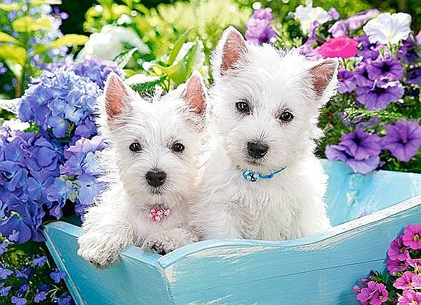 Puzzle 200 piese Catelusi Westie 222032 [2]